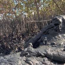 Goonology: Gooning for Hours in Smelly Swamp Mud