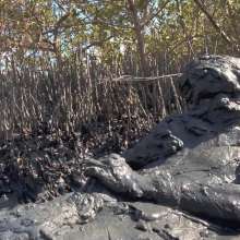 Goonology: Gooning for Hours in Smelly Swamp Mud