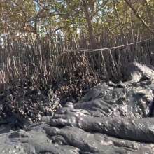 Goonology: Gooning for Hours in Smelly Swamp Mud