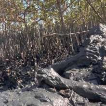 Goonology: Gooning for Hours in Smelly Swamp Mud