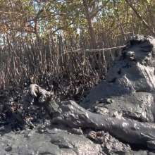 Goonology: Gooning for Hours in Smelly Swamp Mud