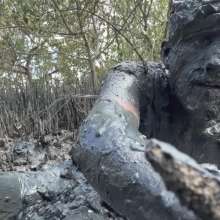 Goonology: Gooning for Hours in Smelly Swamp Mud