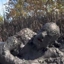 Goonology: Gooning for Hours in Smelly Swamp Mud