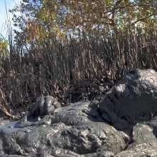 Goonology: Gooning for Hours in Smelly Swamp Mud