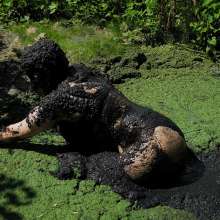 QS4Ever: Luna Lee in Too Obvious Swamp