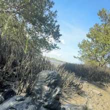 Goonology: Quick and Dirty Wallow in the Estuary Mud