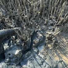 Goonology: Quick and Dirty Wallow in the Estuary Mud