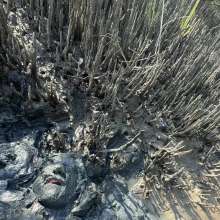 Goonology: Quick and Dirty Wallow in the Estuary Mud