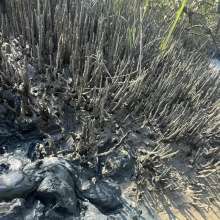 Goonology: Quick and Dirty Wallow in the Estuary Mud