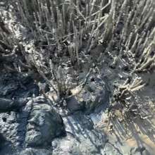 Goonology: Quick and Dirty Wallow in the Estuary Mud