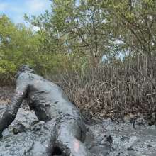 Goonology: Quick and Dirty Wallow in the Estuary Mud