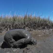 Goonology: The Mud Felt So Good I Couldn't Control Myself