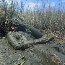 Goonology: Tides Come In, Brains Cum'd Out