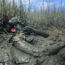 Goonology: Tides Come In, Brains Cum'd Out