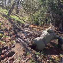 WetandMuddy: Video 110--Bull Rustling