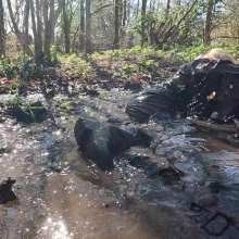 WetandMuddy: Video 110--Bull Rustling