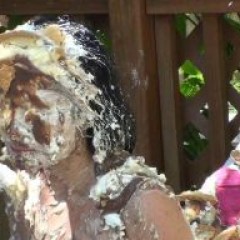 Lenny: Video Sale My best work yet, 2 hot ladies & over 30 pies