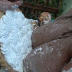 Lenny: Video Sale My best work yet, 2 hot ladies & over 30 pies