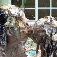 Lenny: Video Sale My best work yet, 2 hot ladies & over 30 pies