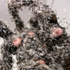 Messygirl: Pics from 3 new Messygirl Downloads