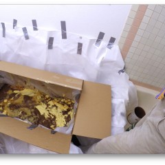 watcher8: added some more pics, wam in a box