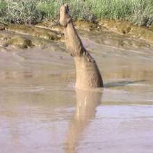 FOXY: New video Ayako in deep mud
