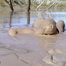 FOXY: New video Ayako in deep mud