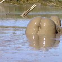 FOXY: New video Ayako in deep mud