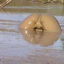FOXY: New video Ayako in deep mud