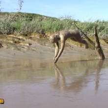 FOXY: New video Ayako in deep mud
