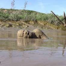 FOXY: New video Ayako in deep mud
