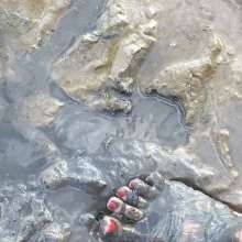D.M.Z.: Gorgeous red toes in beach mud!
