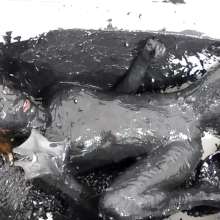 Kaydens: Kaydens Struggles in Sticky Black Goo