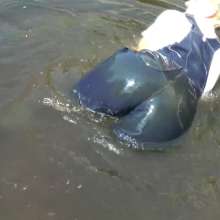 DungeonMasterOne: Wet Dungarees in the Wilds: Susie soaked in denim!