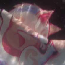 Swampert Hoennson: Bathing and Ripping with My Cute Kitsune and Fox T-shirt!