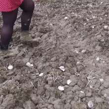 Northern Wam: Dots and Mud