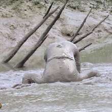 FOXY: restart of Foxy sites and mud news