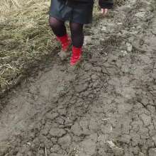 Northern Wam: Red Heels Last Time