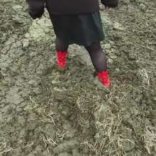 Northern Wam: Red Heels Last Time