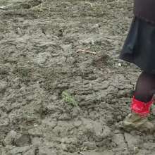 Northern Wam: Red Heels Last Time
