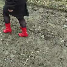 Northern Wam: Red Heels Last Time