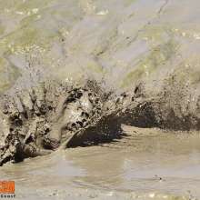 FOXY: impressive jumps in the mud