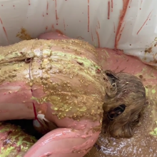 Slimed Models: Slime Olympics 2022: Vivi's Video