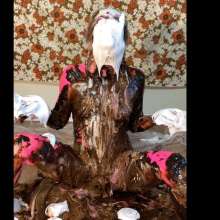 RevSlymsford: Kaydens Has Solo Fun With Multi Coloured Mess