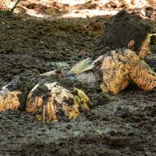 dlodoski: Sarah Michelle Sinking About You in Peat II--Photos