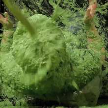 somedude82: Reddd Auditions for Yscdtotv, Gets Our Sloppiest Sliming Yet