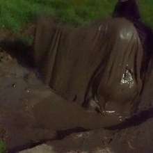 Swamp Angel: 78 Silver Wings Mud