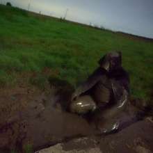 Swamp Angel: 78 Silver Wings Mud