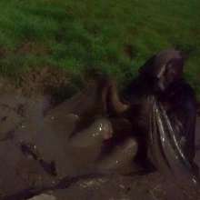 Swamp Angel: 78 Silver Wings Mud