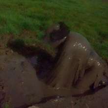 Swamp Angel: 78 Silver Wings Mud